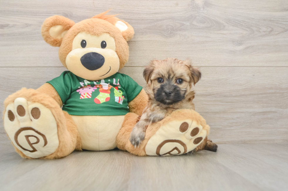 6 week old Morkie Puppy For Sale - Florida Fur Babies