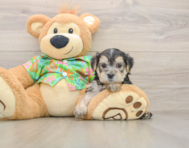 8 week old Morkie Puppy For Sale - Florida Fur Babies