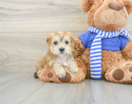 7 week old Morkie Puppy For Sale - Florida Fur Babies