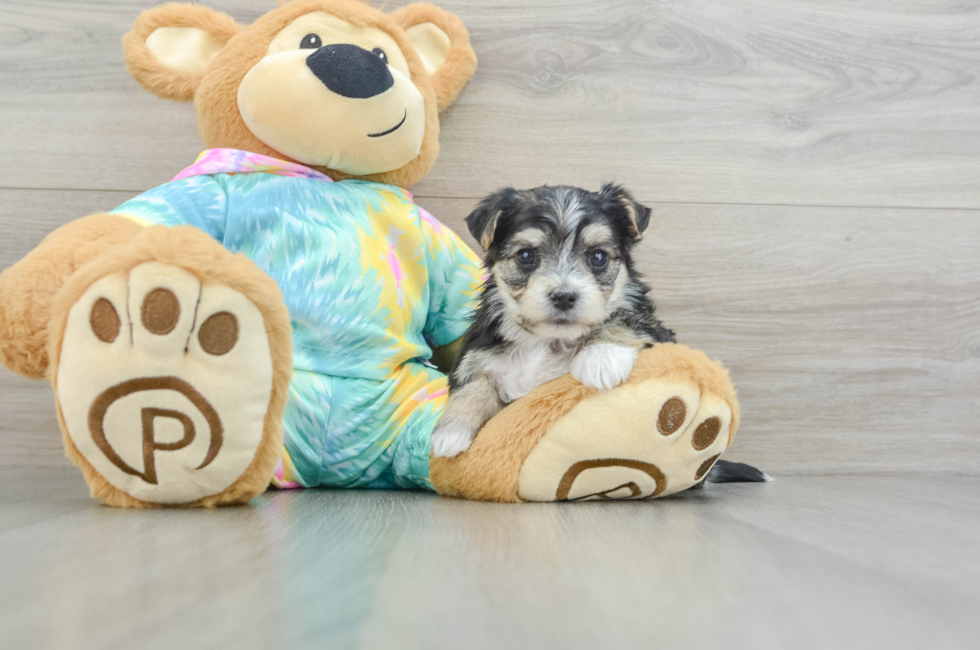 5 week old Morkie Puppy For Sale - Florida Fur Babies