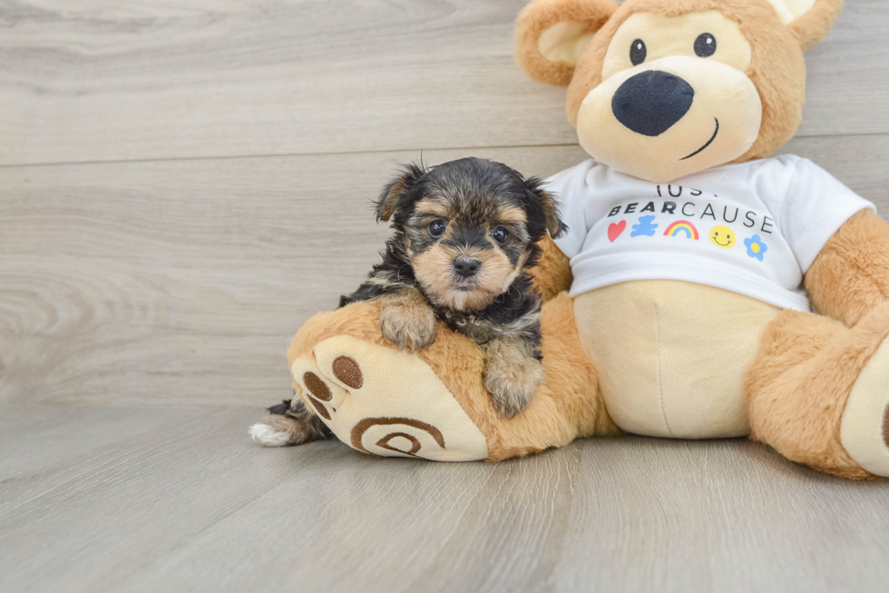 Hypoallergenic Yorkiemalt Designer Puppy