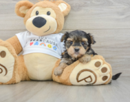 5 week old Morkie Puppy For Sale - Florida Fur Babies