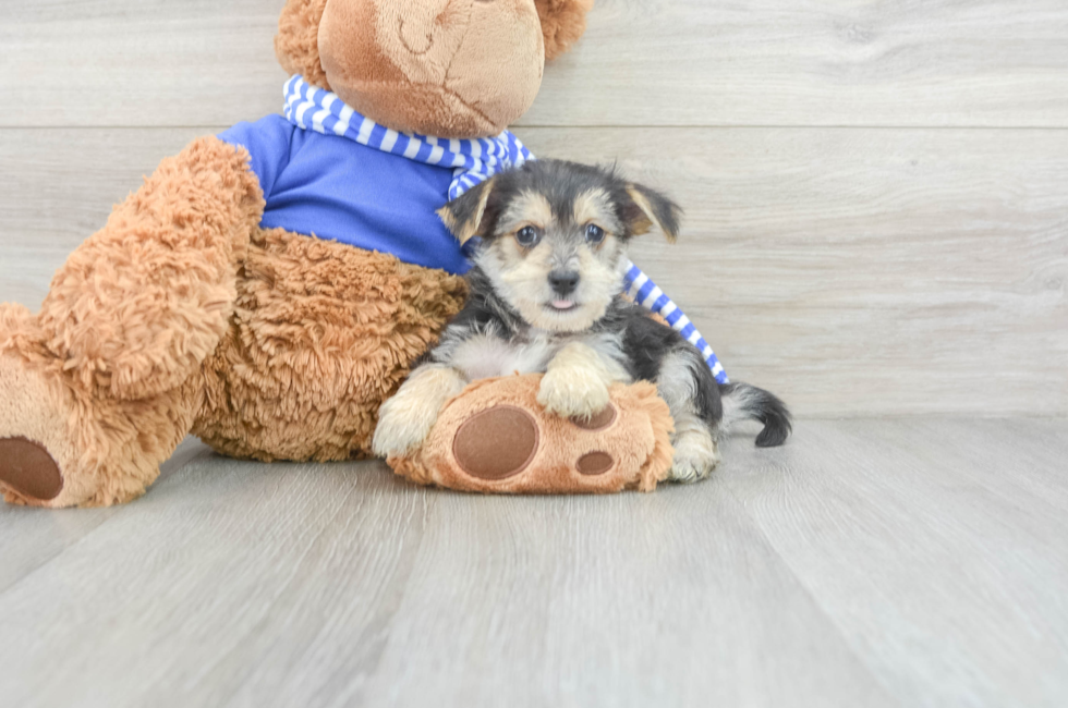 9 week old Morkie Puppy For Sale - Florida Fur Babies