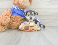 8 week old Morkie Puppy For Sale - Florida Fur Babies