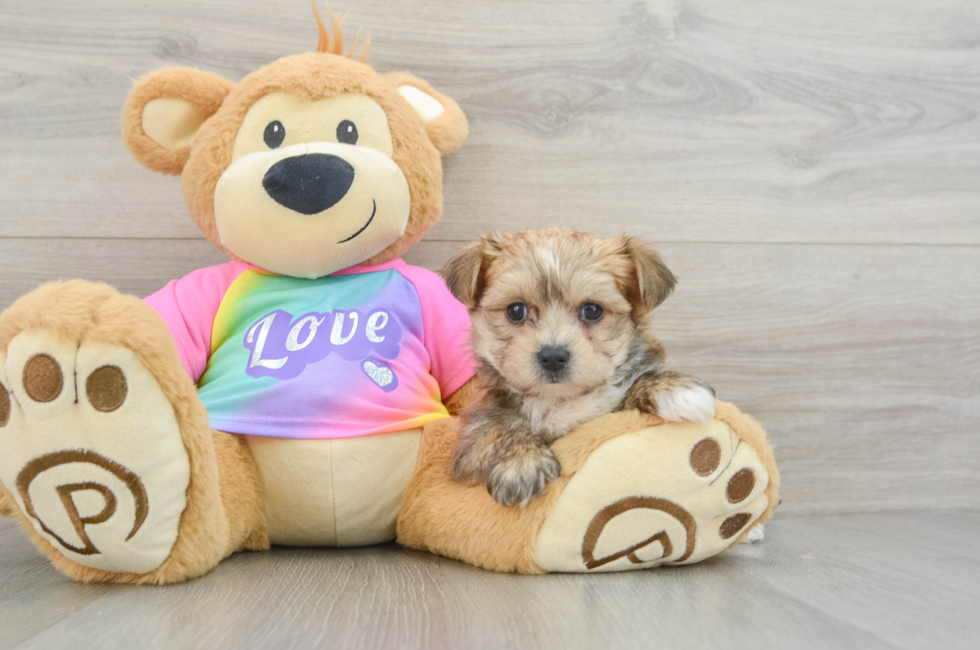 6 week old Morkie Puppy For Sale - Florida Fur Babies