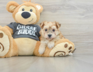5 week old Morkie Puppy For Sale - Florida Fur Babies
