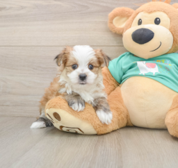 6 week old Morkie Puppy For Sale - Florida Fur Babies
