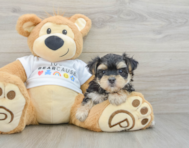 5 week old Morkie Puppy For Sale - Florida Fur Babies
