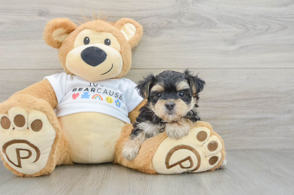 6 week old Morkie Puppy For Sale - Florida Fur Babies