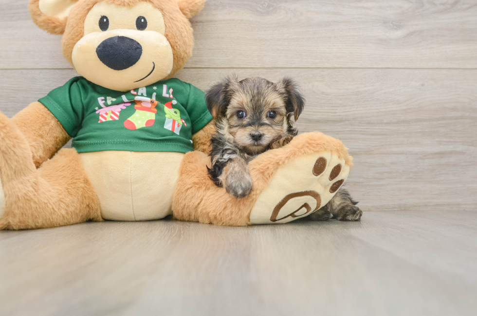 6 week old Morkie Puppy For Sale - Florida Fur Babies
