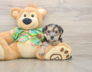 7 week old Morkie Puppy For Sale - Florida Fur Babies