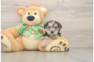 Petite Morkie Designer Pup
