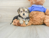 6 week old Morkie Puppy For Sale - Florida Fur Babies