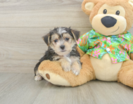 5 week old Morkie Puppy For Sale - Florida Fur Babies