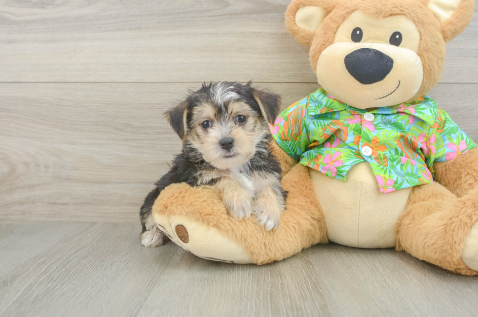 6 week old Morkie Puppy For Sale - Florida Fur Babies
