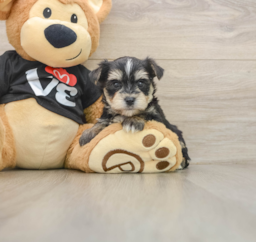 5 week old Morkie Puppy For Sale - Florida Fur Babies