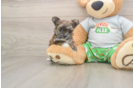 Energetic Malki Designer Puppy