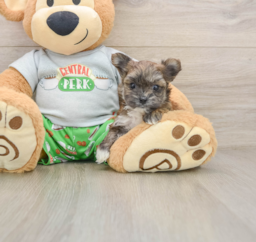 5 week old Morkie Puppy For Sale - Florida Fur Babies