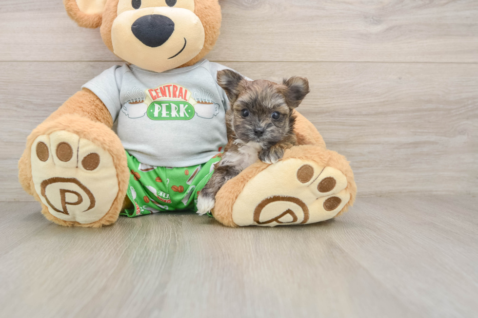 Best Morkie Baby