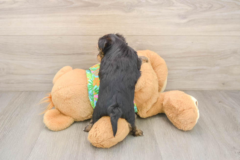 Smart Morkie Designer Pup