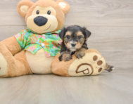 5 week old Morkie Puppy For Sale - Florida Fur Babies