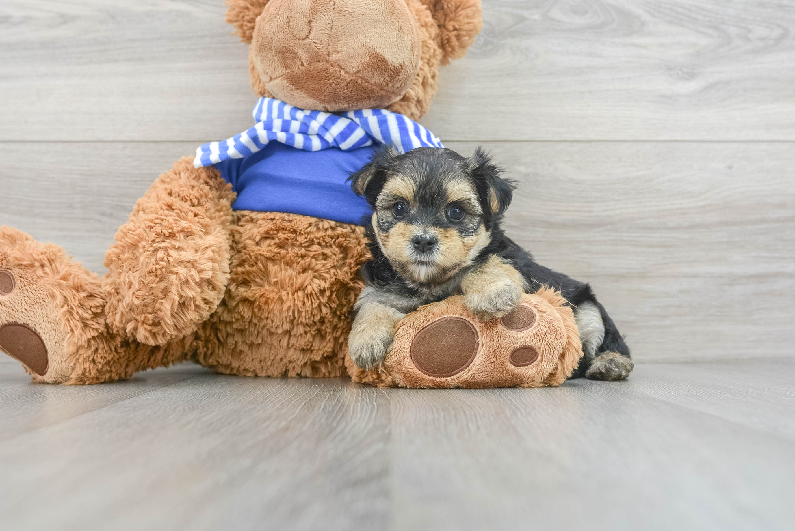 Funny Morkie Designer Pup