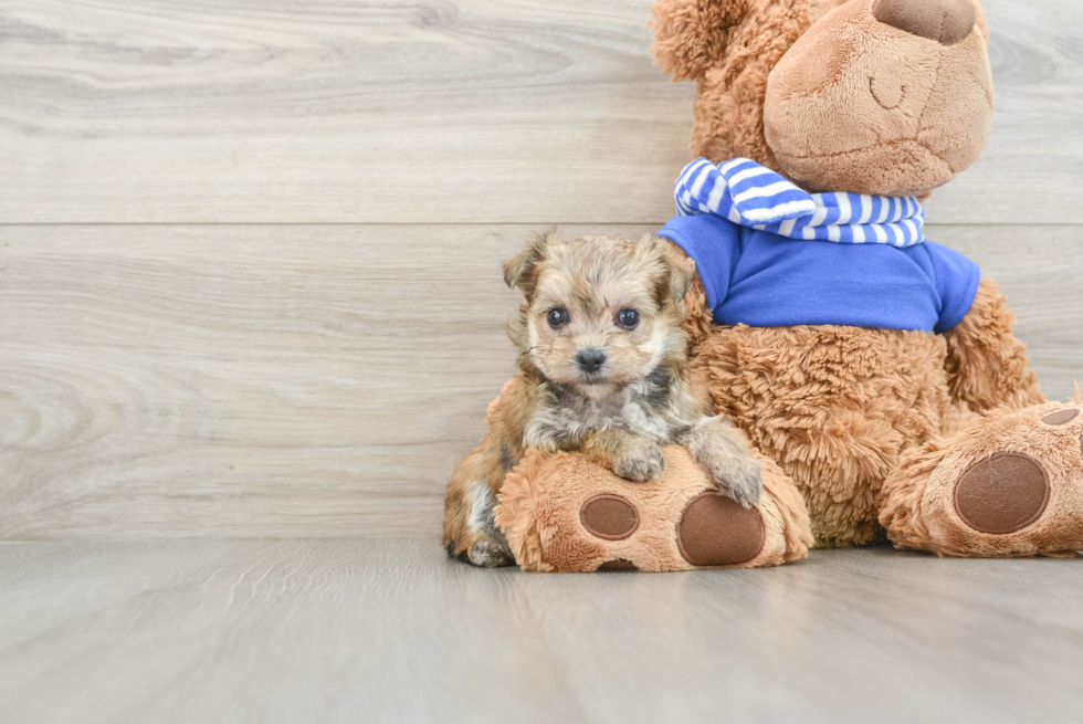 Small Morkie Baby