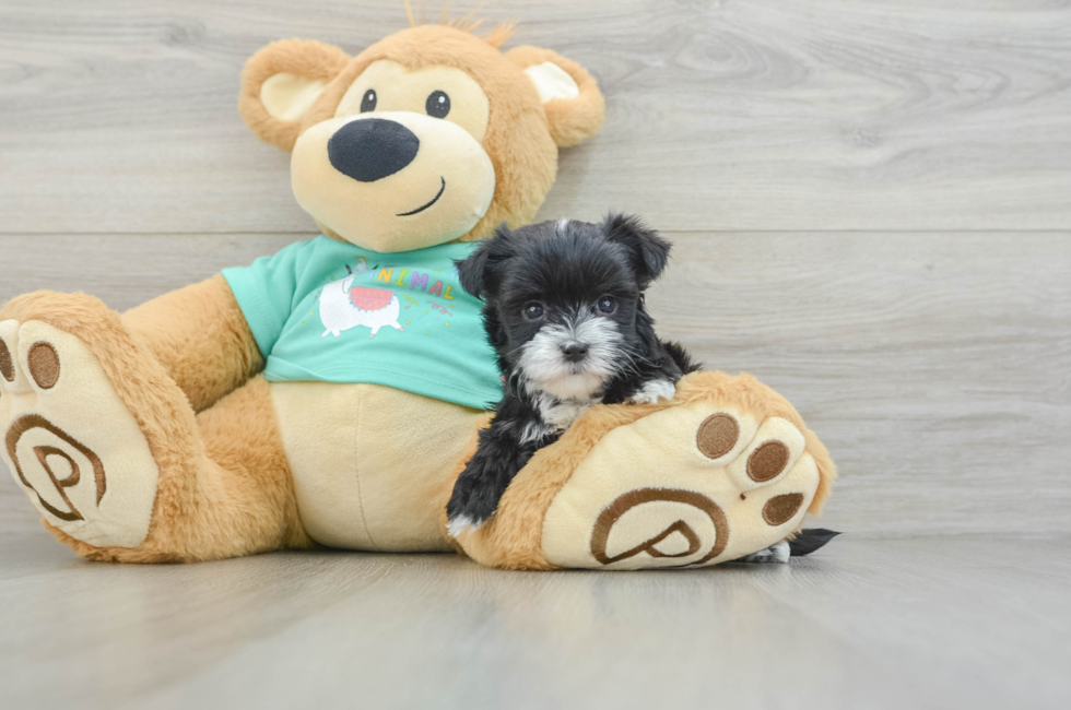 6 week old Morkie Puppy For Sale - Florida Fur Babies