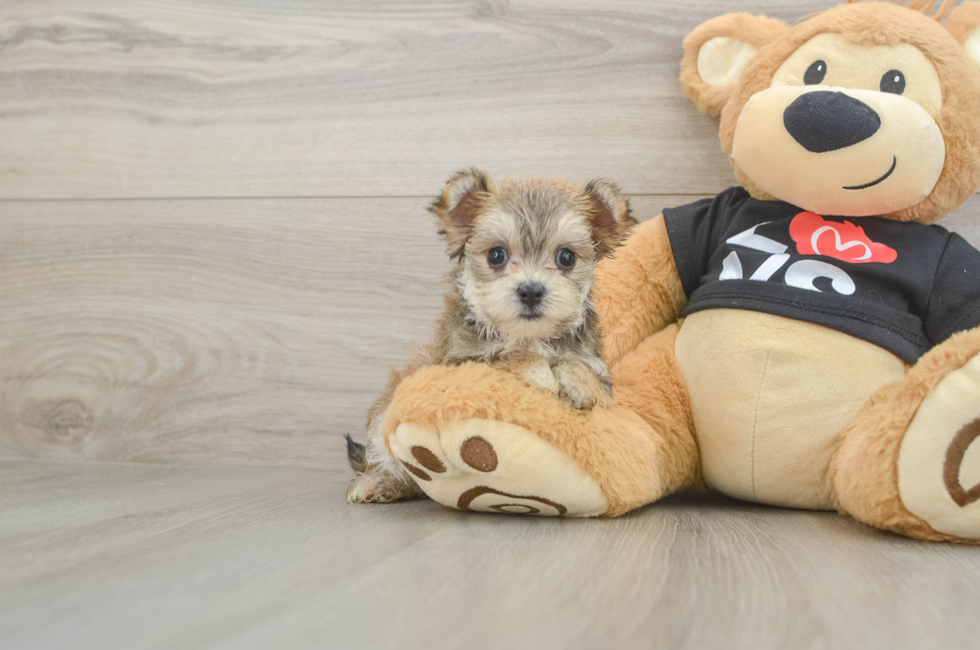 6 week old Morkie Puppy For Sale - Florida Fur Babies