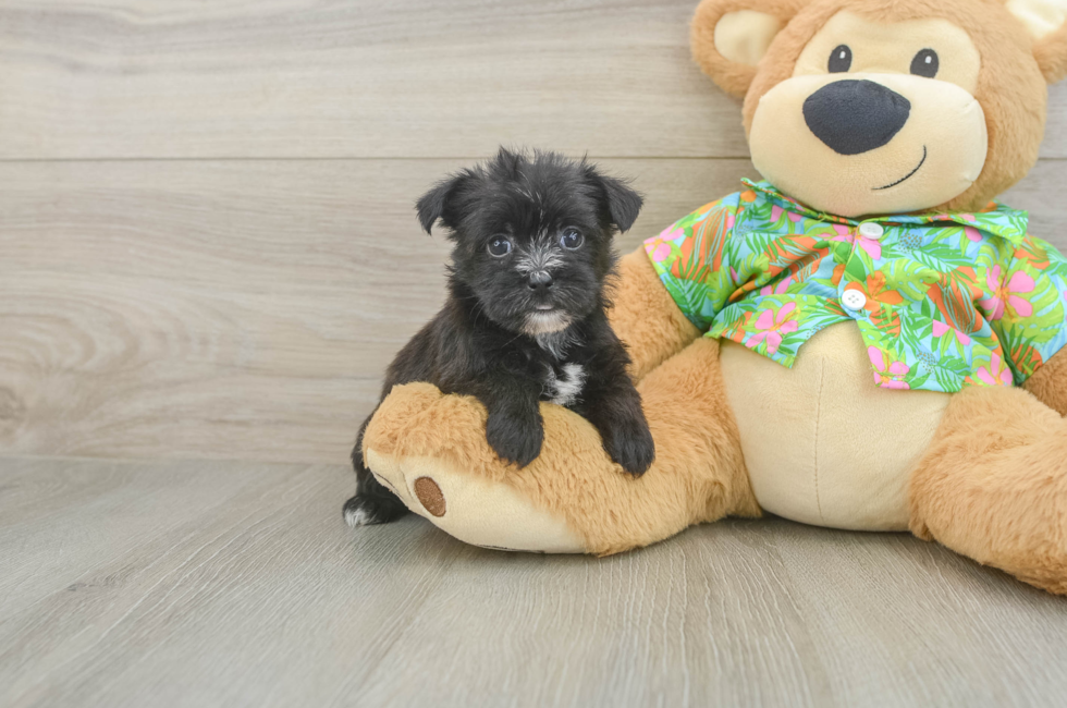 6 week old Morkie Puppy For Sale - Florida Fur Babies