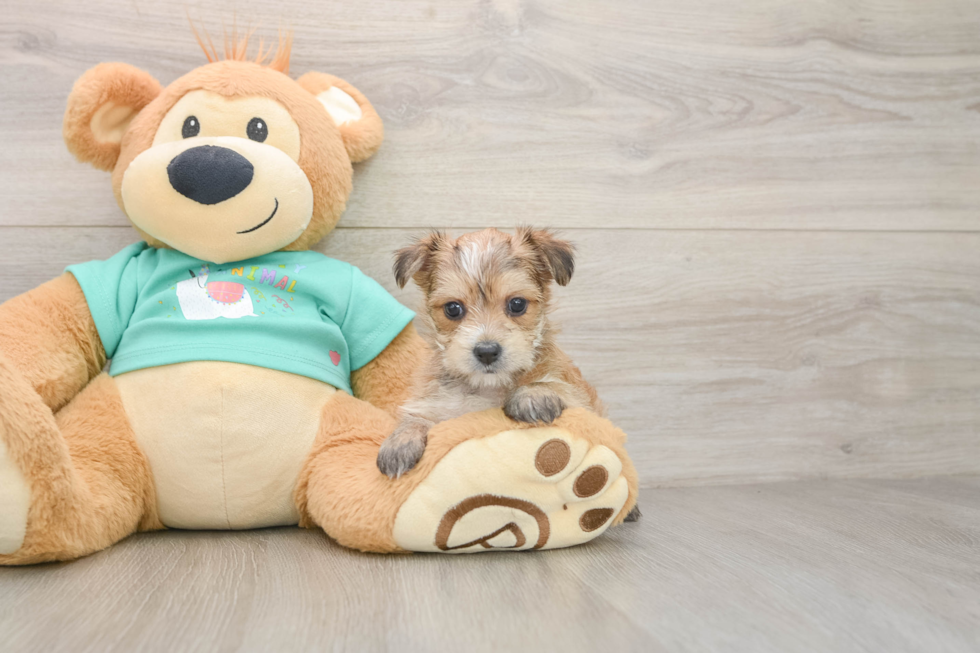 Cute Morkie Baby