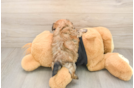 Morkie Puppy for Adoption