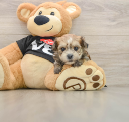 5 week old Morkie Puppy For Sale - Florida Fur Babies