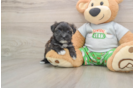 Morkie Puppy for Adoption