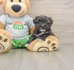 5 week old Morkie Puppy For Sale - Florida Fur Babies