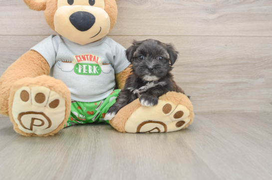 Morkie Pup Being Cute