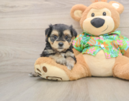 5 week old Morkie Puppy For Sale - Florida Fur Babies