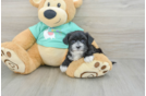 Best Morkie Baby