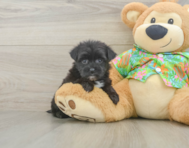 6 week old Morkie Puppy For Sale - Florida Fur Babies