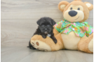 Energetic Yorkiemalt Designer Puppy