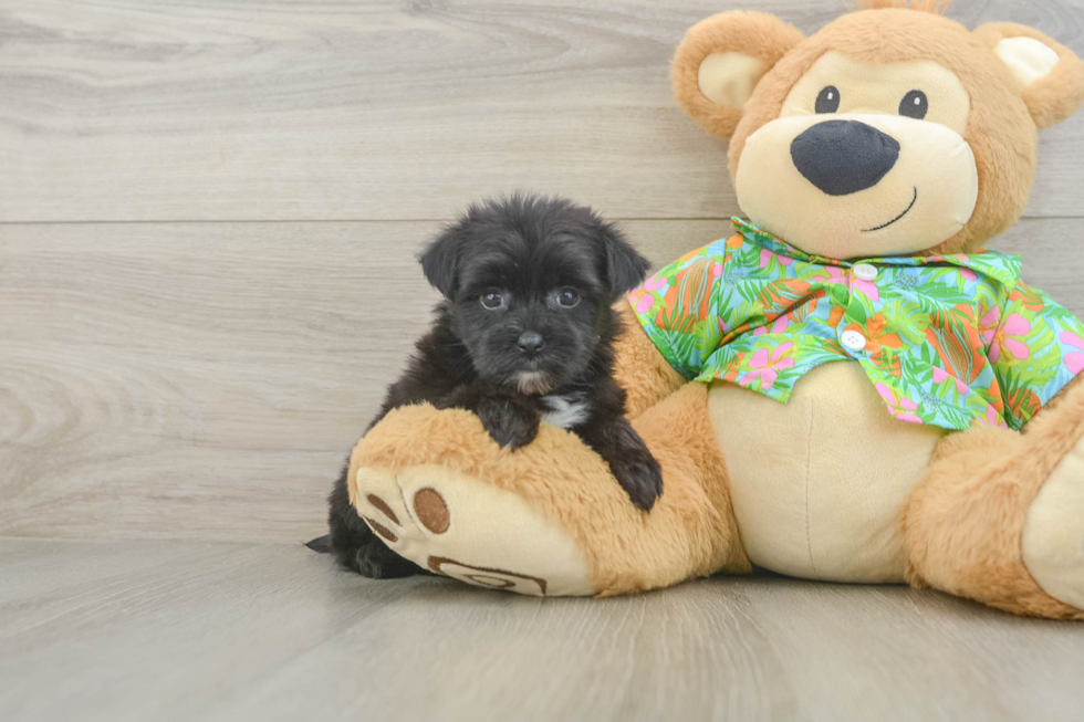 Energetic Yorkiemalt Designer Puppy
