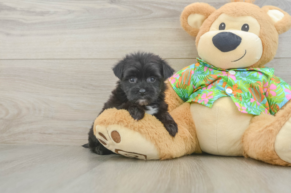 5 week old Morkie Puppy For Sale - Florida Fur Babies