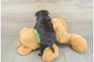 Morkie Puppy for Adoption
