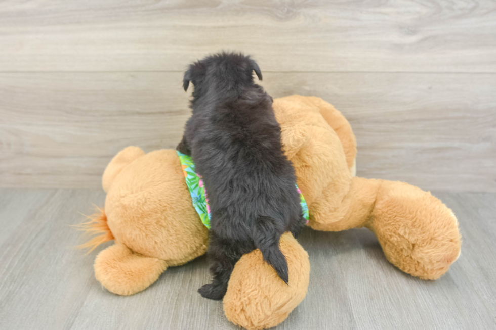 Morkie Puppy for Adoption