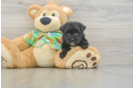 Little Maltiyork Designer Puppy