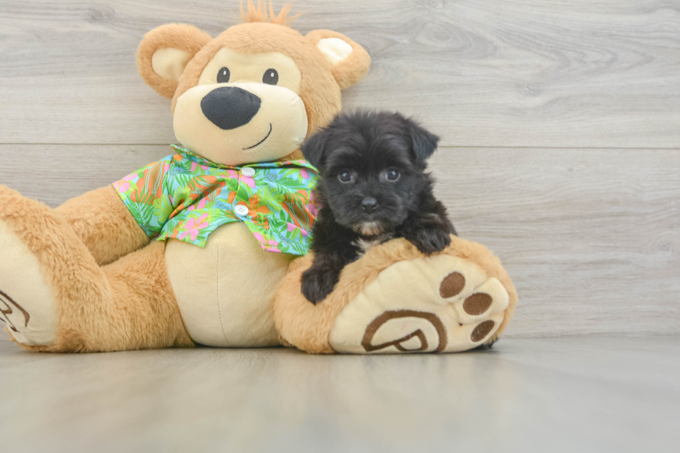 Little Maltiyork Designer Puppy