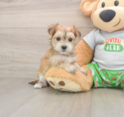 5 week old Morkie Puppy For Sale - Florida Fur Babies