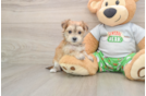 Morkie Pup Being Cute