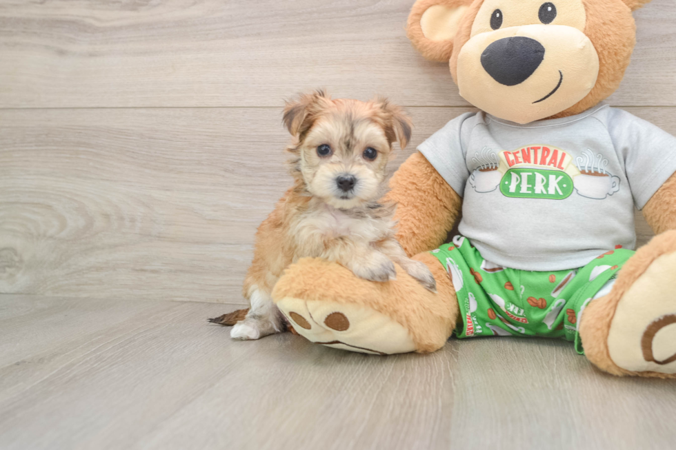 Morkie Pup Being Cute
