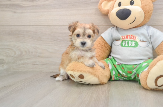 Morkie Pup Being Cute